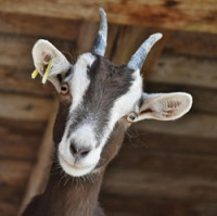 Koncem března bude v ČR k dispozici vakcína proti dalším typům katarální horečky ovcí